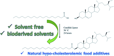 Graphical abstract: Synthesis of cholesterol-reducing sterol esters by enzymatic catalysis in bio-based solvents or solvent-free