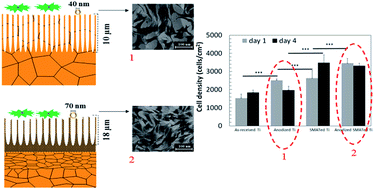 Graphical abstract: Enhanced attachment of human mesenchymal stem cells on nanograined titania surfaces