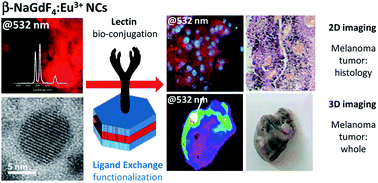 Graphical abstract: β-NaGdF4:Eu3+ nanocrystal markers for melanoma tumor imaging