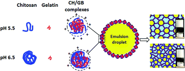 Graphical abstract: Pickering emulsion gels based on insoluble chitosan/gelatin electrostatic complexes