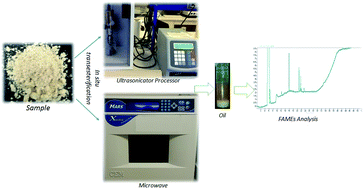 Graphical abstract: Comparative study between microwave and ultrasonication aided in situ transesterification of microbial lipids
