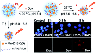 Graphical abstract: A thermo- and pH-responsive poly(N-isopropylacrylamide)–Mn–ZnS nanocomposite for controlled release and real-time photoluminescence tracking of doxorubicin