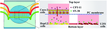 Graphical abstract: Integrated microfluidic system for cell co-culture and simulation of drug metabolism