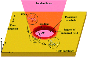 Graphical abstract: Dynamic motions of DNA molecules in an array of plasmonic traps