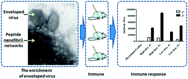 Graphical abstract: Potential of a novel peptide P16-D from the membrane-proximal external region of human immunodeficiency virus type 1 to enhance retrovirus infection