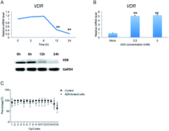 Graphical abstract: 5-Aza-2′-deoxycytidine enhances the antimicrobial response of vitamin D receptor against Mycobacterium tuberculosis