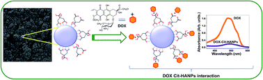 Graphical abstract: Citrate-functionalized hydroxyapatite nanoparticles for pH-responsive drug delivery