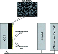 Graphical abstract: The electrochemical behaviors of tetrahydropalmatine at a nickel nanoparticles/sulfonated graphene sheets modified glassy carbon electrode