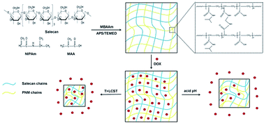 Graphical abstract: Development of novel hydrogels based on Salecan and poly(N-isopropylacrylamide-co-methacrylic acid) for controlled doxorubicin release