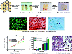 Graphical abstract: Native honeybee silk membrane: a potential matrix for tissue engineering and regenerative medicine