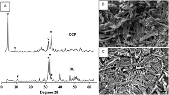 Graphical abstract: Immune cell response and subsequent bone formation induced by implantation of octacalcium phosphate in a rat tibia defect