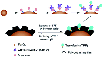 Graphical abstract: Selective extraction of bioactive glycoprotein in neutral environment through Concanavalin A mediated template immobilization and dopamine surface imprinting