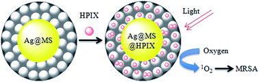 Graphical abstract: Silver nanoparticle-enhanced hybrid photosensitizer for photoinactivation of multidrug-resistant Staphylococcus aureus (MRSA)