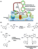 Graphical abstract: Insulin-mimetic and anti-inflammatory potential of a vanadyl-Schiff base complex for its application against diabetes