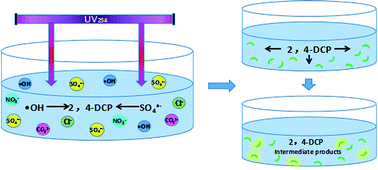 Graphical abstract: Degradation of 2,4-dichlorophenol from aqueous using UV activated persulfate: kinetic and toxicity investigation