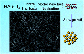 Graphical abstract: Tris base assisted synthesis of monodispersed citrate-capped gold nanospheres with tunable size
