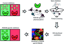 Graphical abstract: Pharmacophore generation and atom based 3D-QSAR of quinoline derivatives as selective phosphodiesterase 4B inhibitors
