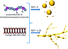 Graphical abstract: Towards DNA sensing polymers: interaction between acrylamide/3-(N,N-dimethylaminopropyl)-acrylamide and DNA phage λ at various N/P ratios