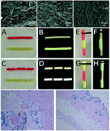 Graphical abstract: Self-healing of thermally-induced, biocompatible and biodegradable protein hydrogel