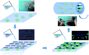 Graphical abstract: Surface patterned hydrogel film as a flexible scaffold for 2D and 3D cell co-culture