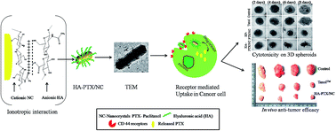 Graphical abstract: Hyaluronic acid anchored paclitaxel nanocrystals improves chemotherapeutic efficacy and inhibits lung metastasis in tumor-bearing rat model