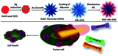 Graphical abstract: Albumin stabilized gold nanostars: a biocompatible nanoplatform for SERS, CT imaging and photothermal therapy of cancer