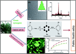 Graphical abstract: Biodirected synthesis of palladium nanoparticles using Phoenix dactylifera leaves extract and their size dependent biomedical and catalytic applications