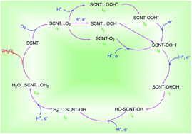 Graphical abstract: A sulfur doped carbon nanotube as a potential catalyst for the oxygen reduction reaction