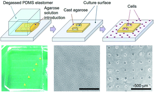 Graphical abstract: Microcasting with agarose gel via degassed polydimethylsiloxane molds for repellency-guided cell patterning