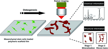 Graphical abstract: Non-invasive monitoring of the osteogenic differentiation of human mesenchymal stem cells on a polycaprolactone scaffold using Raman imaging