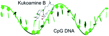Graphical abstract: Insight into the inhibition mechanism of kukoamine B against CpG DNA via binding and molecular docking analysis