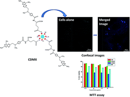 Graphical abstract: Methotrexate anchored carbon dots as theranostic probes: digitonin conjugation enhances cellular uptake and cytotoxicity