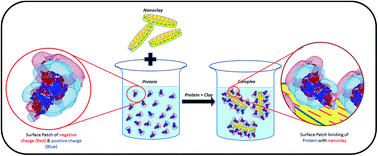 Graphical abstract: Surface patch binding induced interaction of anisotropic nanoclays with globular plasma proteins