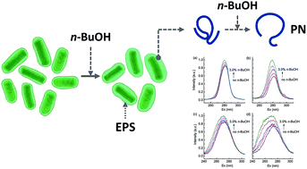 Graphical abstract: Extracellular polymeric substances protect Escherichia coli from organic solvents