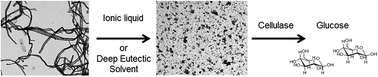 Graphical abstract: Comparison of three deep eutectic solvents and 1-ethyl-3-methylimidazolium acetate in the pretreatment of lignocellulose: effect on enzyme stability, lignocellulose digestibility and one-pot hydrolysis