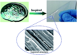 Graphical abstract: Hierarchical alginate biopolymer papers produced via lanthanide ion coordination