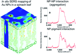 Graphical abstract: Mapping gold nanoparticles on and in edible leaves in situ using surface enhanced Raman spectroscopy