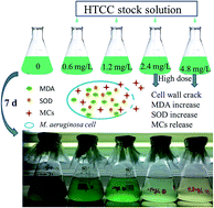 Graphical abstract: Effect of chitosan quaternary ammonium salt on the growth and microcystins release of Microcystis aeruginosa