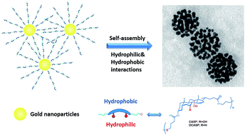 Graphical abstract: Main chain poly(bile acid) directed plasmonic nanospheres with amphiphilic binding pockets and photo-triggered destruction