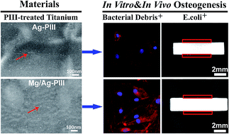 Graphical abstract: Restoring the osteogenic activity of bacterial debris contaminated titanium by doping with magnesium