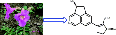 Graphical abstract: Delavatine A, a structurally unusual cyclopenta[de]isoquinoline alkaloid from Incarvillea delavayi