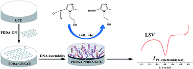 Graphical abstract: Signal amplification biosensor based on DNA for ultrasensitive electrochemical determination of metronidazole