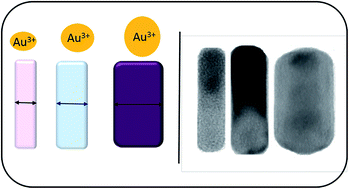 Graphical abstract: Transverse axis morphological control for tailored gold nanorod (GNR) synthesis