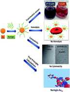Graphical abstract: Identifying the preferred interaction mode of naringin with gold nanoparticles through experimental, DFT and TDDFT techniques: insights into their sensing and biological applications