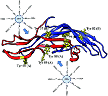 Graphical abstract: Influence of mercaptopropionic-acid-capped CdTe quantum dots on the human chorionic gonadotropin structure and activity alterations