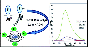 Graphical abstract: Gold nanoparticle synthesis coupled to fluorescence turn-on for sensitive detection of formaldehyde using formaldehyde dehydrogenase