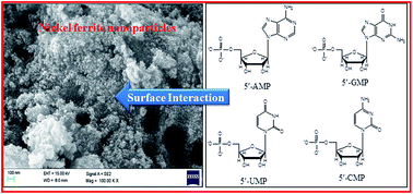 Graphical abstract: Surface interaction of ribonucleic acid constituents with spinel ferrite nanoparticles: a prebiotic chemistry experiment