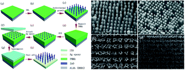 Graphical abstract: Nanoimprint assisted transfer of different density vertically aligned ZnO nanorod arrays