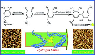 Graphical abstract: Fabrication of a novel bio-inspired collagen–polydopamine hydrogel and insights into the formation mechanism for biomedical applications