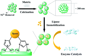 Graphical abstract: Adsorptive removal of Ni(ii) ions from aqueous solution and the synthesis of a Ni-doped ceramic: an efficient enzyme carrier exhibiting enhanced activity of immobilized lipase